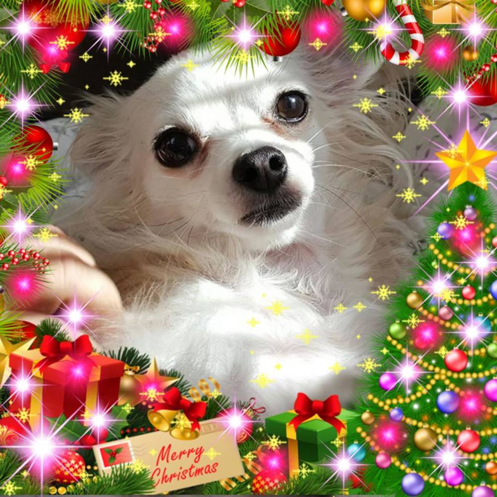 Meet your Posher, Sandy